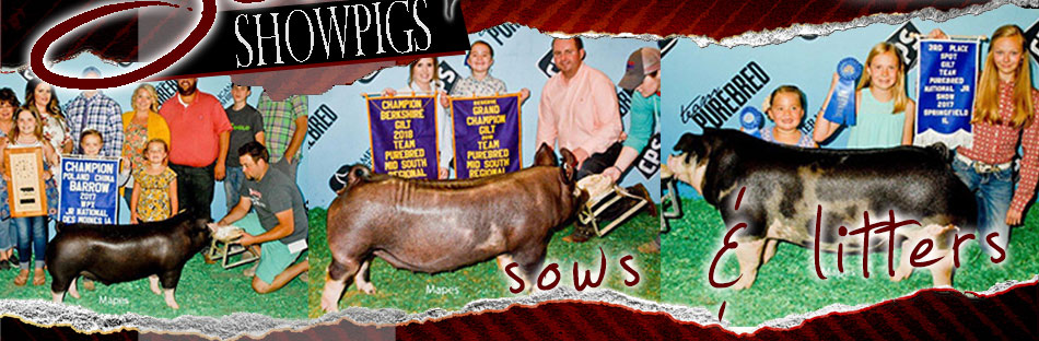 Sam Scher Showpigs :: Sows & Litters