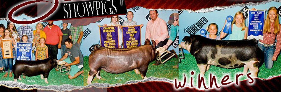 Sam Scher Showpigs :: Winners